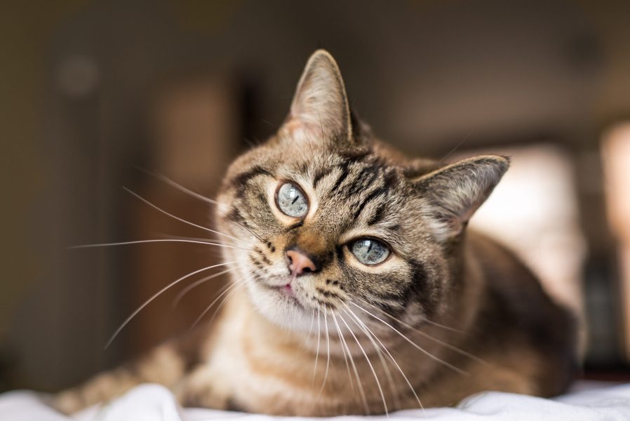 l’arthrose chez le chat