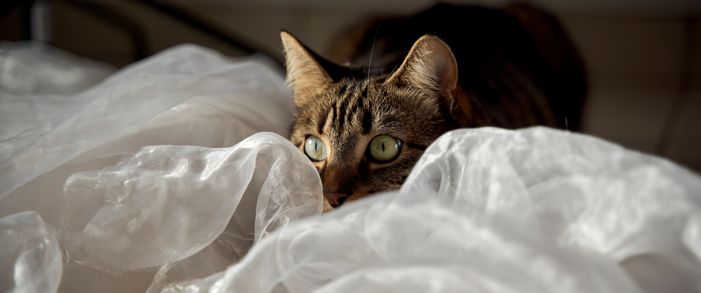 chat stressé
