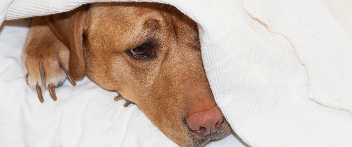chien peureux