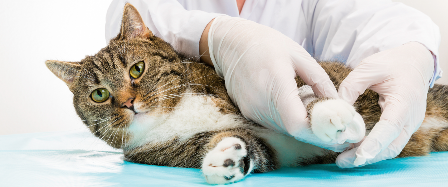 gescheurde kruisband kat symptomen
