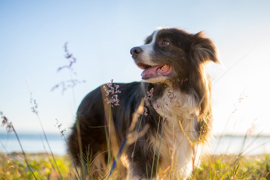hond gelukkig