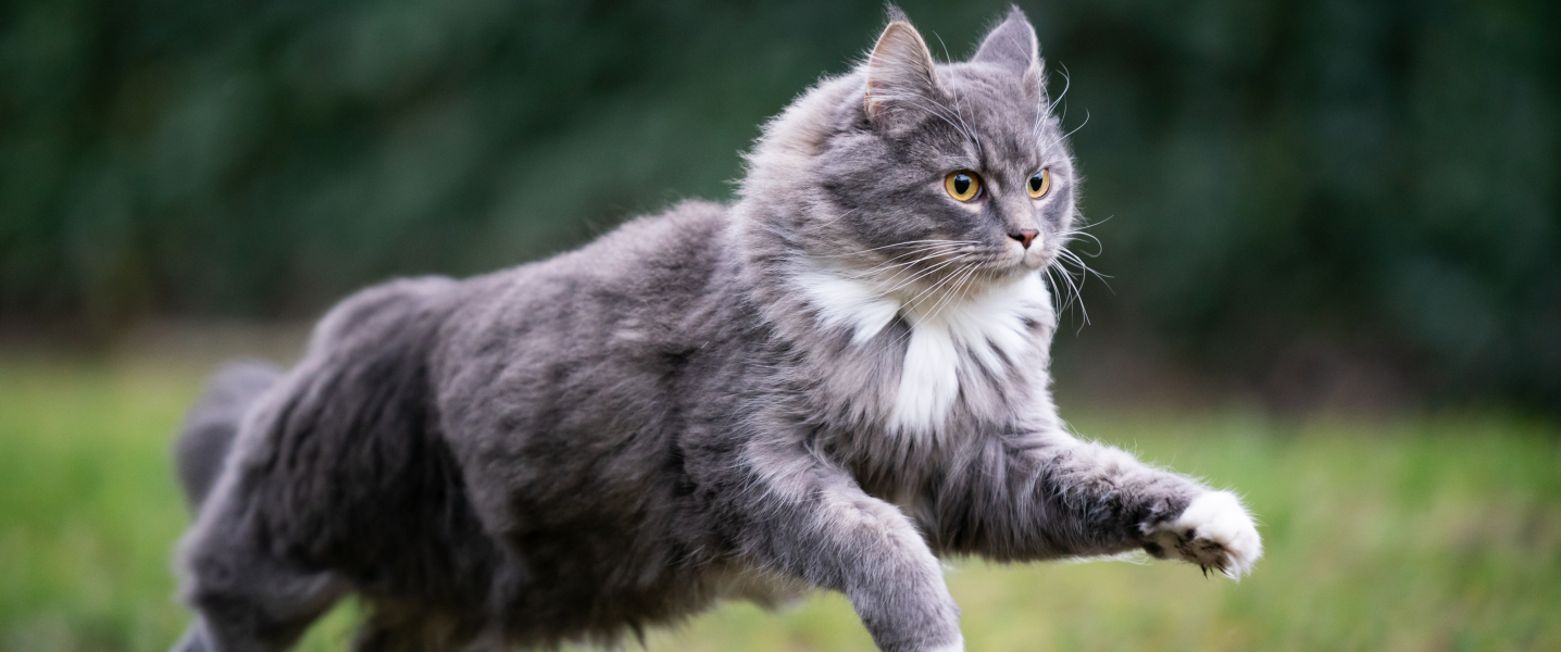 faire bouger son chat
