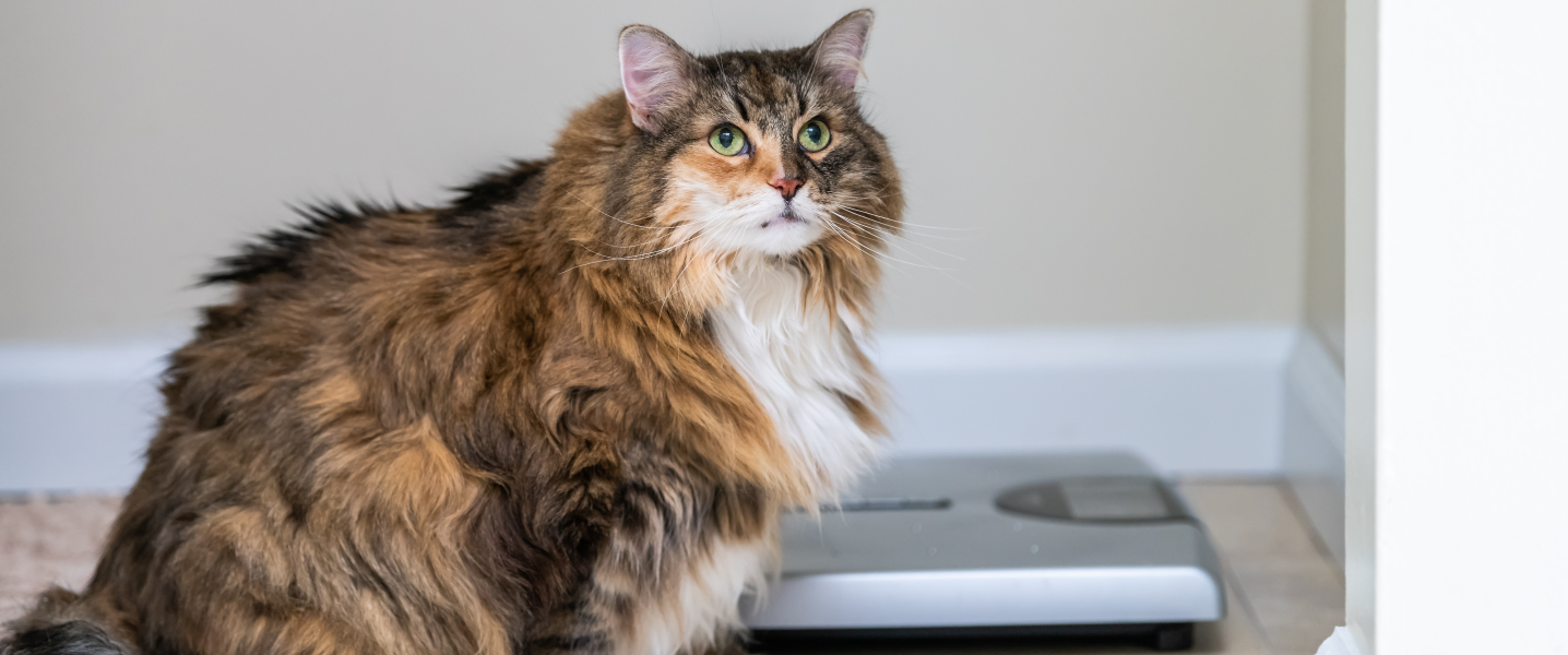 chat en surpoids