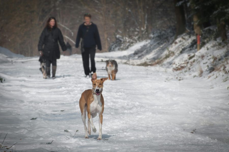 Les plus belles randonnées hivernales à faire avec votre chien en Belgique et aux Pays-Bas en 2026, chien qui court dans la neige