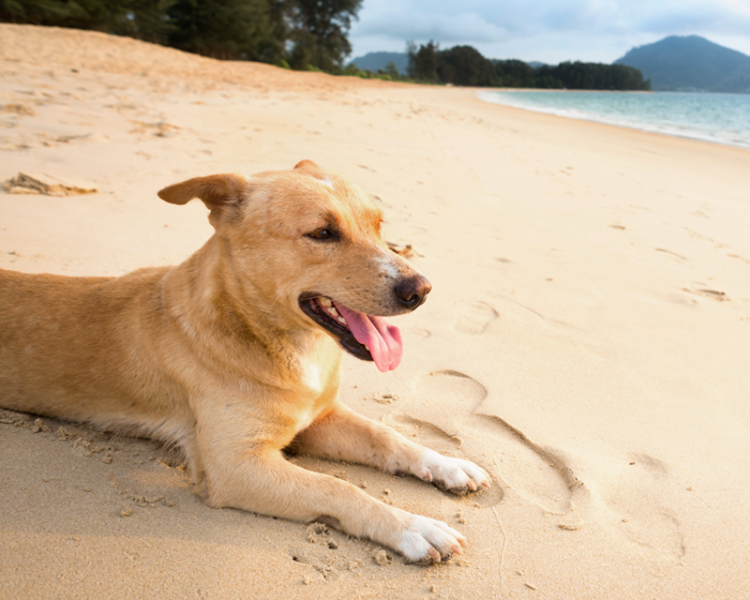 stranden voor honden in België